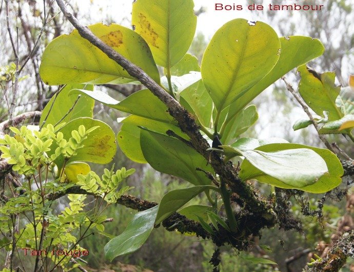 BC-14-Bois de tambour (ou Bois de bombarde) et Tan rouge.jpg