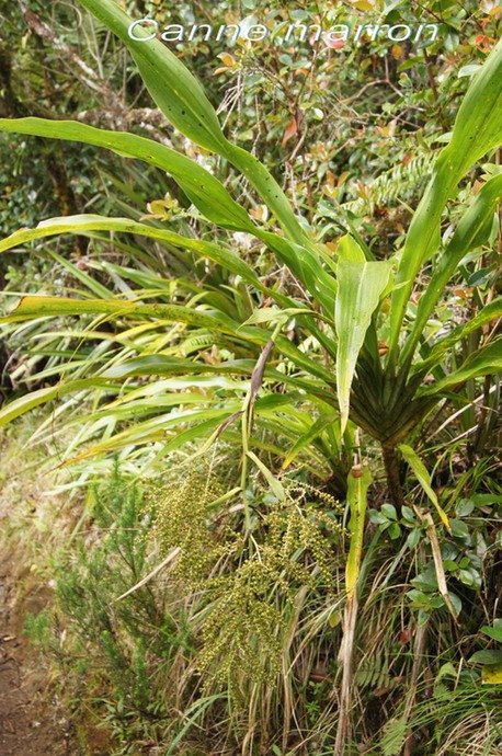 BC-16-Canne marron - Cordyline mauritiana -LILIACEAE -E RM.jpg
