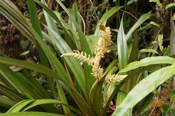 BC-19- Ananas marron - Astelia hemichrysa.jpg