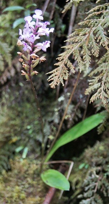BC-26-Orchid�e- Cynorkis -ORCHIDACEAE -I.jpg