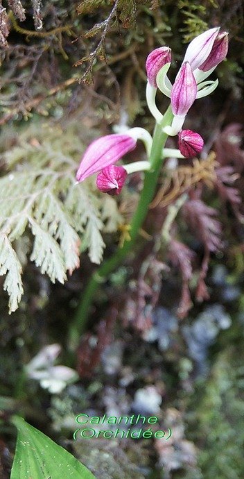 BC-31-Calanthe sylvatica -ORCHIDACEAE-I.jpg