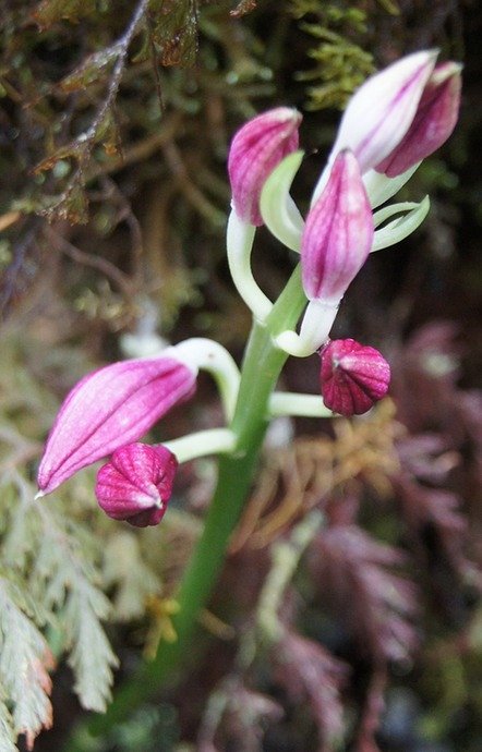 BC-33-Calanthe sylvatica.jpg