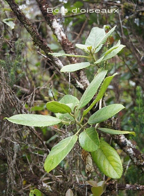 BC-34- Bois d'oiseaux- Claoxylon  glandulosum- EUPHORBIACEAE- E.jpg