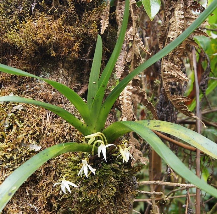 BC-48-Orchid�e -Jumellea.jpg