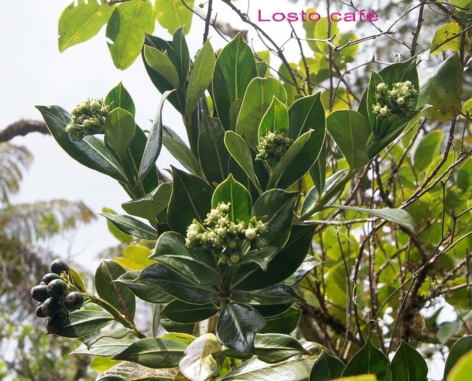 BC-59-Losto caf� -Gaertnera vaginata -RUBIACEAE- E (2).jpg
