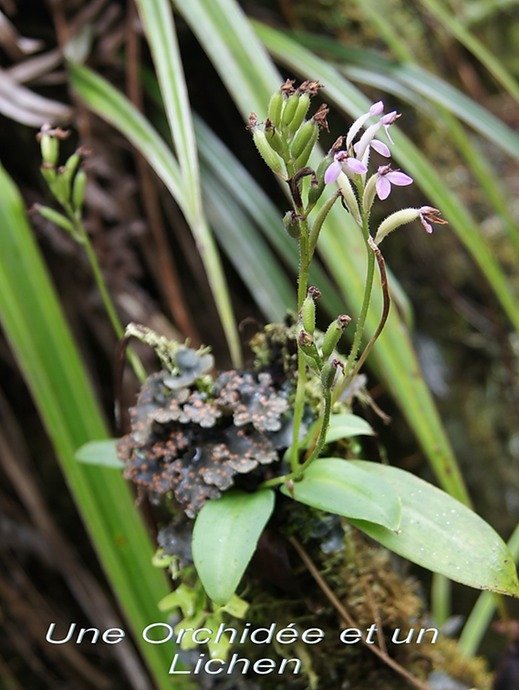 BC-61-Une Orchid�e (Arnottia mauritiana ) et un Lichen.jpg