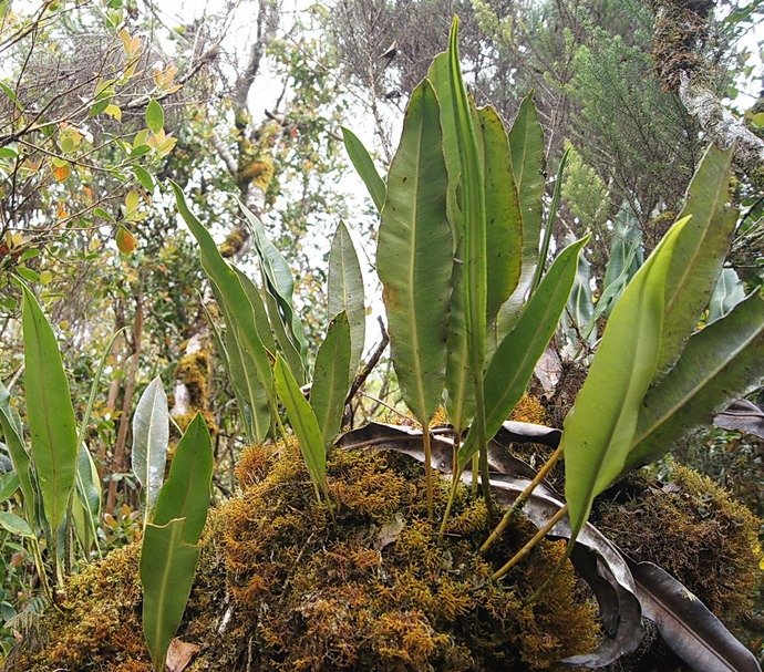 BC-62- Foug�re(Elaphoglossum)-Mousses et Lichens.jpg