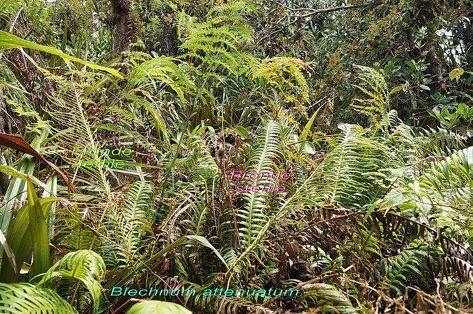 BC-63- Blechnum attenuatum -BLECHNACEAE-I.jpg