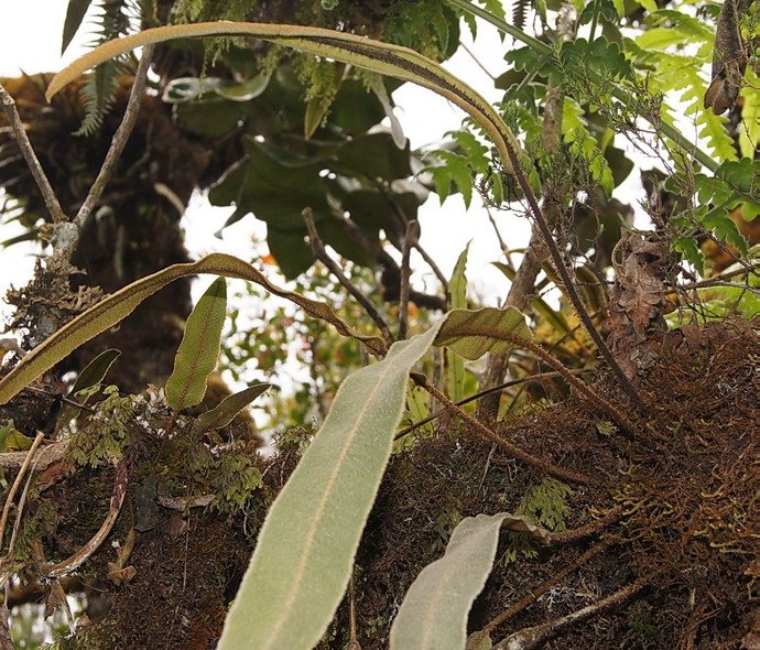 BC-64-Elaphoglossum tomentosum- Lomariopsid�e-M.jpg