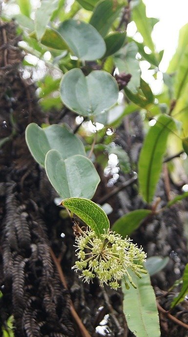 BC-69-Liane croc de chien-Smilax anceps-SMILACACEAE-I.jpg