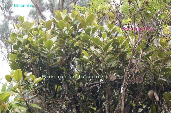 BC-7-Bois de fer b�tard - Branle - Ambaville (B�bour 2012-Bras Cabot).jpg