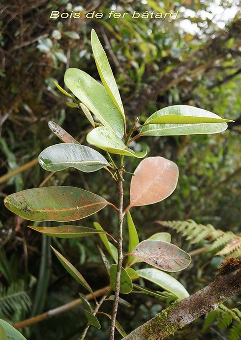 BC-8-Bois de fer b�tard- Syderoxylon borbonicum- SAPOTACEAE- E.jpg