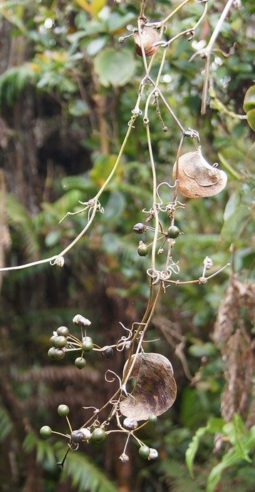 BC66-Fruits de la liane Croc de chien - Smilax anceps.jpg