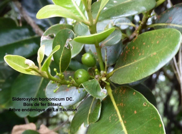Sideroxylon borbonicum  Bois de fer bâtard. Les fruits