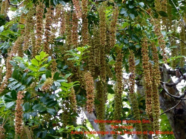 Weinmannia tinctoria Sm. Tan rouge. 
