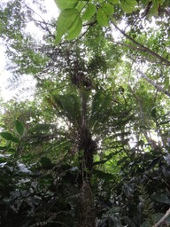 Blechnum sur Excelsa IMG_0318