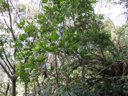 Bois de cabri blanc IMG_0315