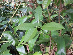 Bois de corail feuiles IMG_0329