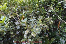 Bois de fer b�tard - Sideroxylon borbonicum - Sapotac�e - B