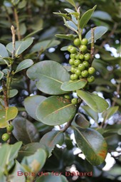 Bois de fer b�tard ou Natte coudine