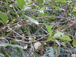 Bois de fer fruits IMG_0327