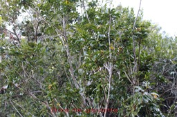 Bois de gaulette- Doratoxylon apetalum- Sapindac�e- I
