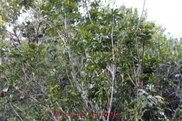 Bois de gaulette- Doratoxylon apetalon- Sapindac�e- I