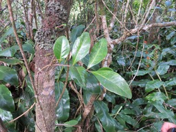 Bois de gaulette feuilles IMG_0330