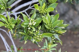 Bois de joli coeur - Pittosporum senacia- Pittosporac�e - M