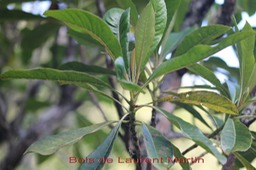 Bois de Laurent Martin - Forgesia racemosa- Escalloniac�e - B