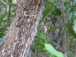Bois de Laurent martin �corce IMG_0332