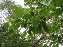 Bois de merle feuilles trifoliol�es IMG_0317