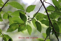 Bois de merle