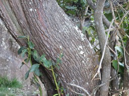 Bois de Rempart tronc IMG_0366