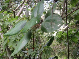 Bois de source taile exceptionnelle des feuilles IMG_0316