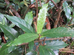 Bois de violon feuilles IMG_0328