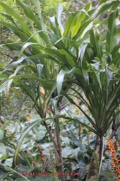 Canne marron- Cordyline mauritiana- Laxmanniac�e- M