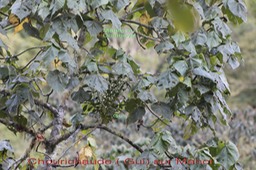 Chourichaude sur Mahot