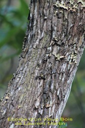 Ecorce d'un vieux Bois de Laurent Martin