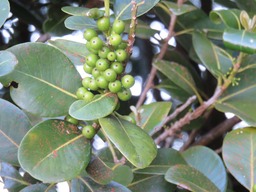 Fruits du Bois de fer b�tard IMG_0361