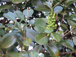 Fruits du Bois de fer b�tard IMG_0359