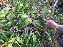 Hibiscus boryanis Foulsapate marron feuilles IMG_0331