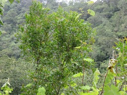 Jeune Change-�corce dans une mer de vignes marron IMG_0320