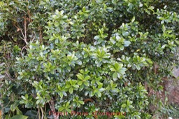 Petit Bois d'oiseau-2