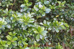 Petit Bois d'oiseau-3