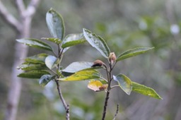 Trochetia granulata- ex Sterculiac�e- Malvac�e- B