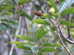 Trochetia granulata IMG_0348