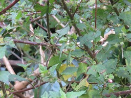 Urena lobata  IMG_0349