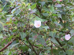 Urena lobata IMG_0351