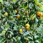 Citrus x aurantium L.var.aurantium.bigarade.rutaceae..jpeg